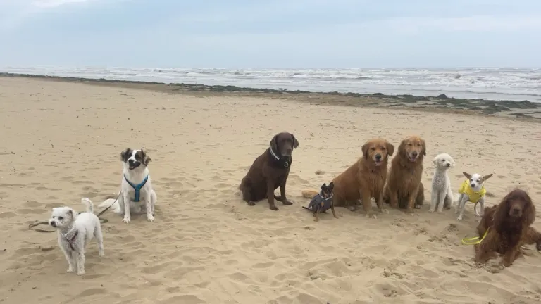 Four dogs are sitting on the beach. The two on the right are golden retrievers, while the one on the left is a black lab. The smallest dog is a Chihuahua.