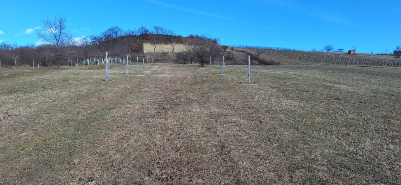 Ein weitläufiges offenes Feld mit trockenem Gras unter einem klaren blauen Himmel. Im Hintergrund befindet sich ein kleiner Hügel mit einigen kahlen Bäumen.