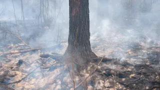 A tree trunk stands amid smoke and charred earth, with branches nearby. Trees in the background are also affected by the smoke.