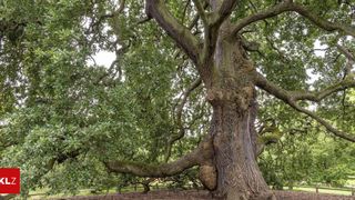 A large oak tree with thick, gnarled branches and lush green leaves, standing in a park. The tree trunk has a unique shape with visible moss and bark textures.