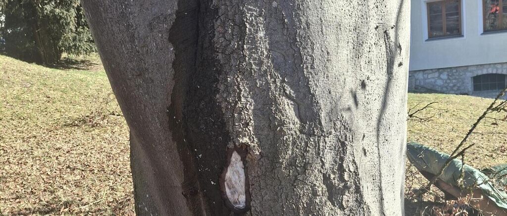 Ein Baumstamm mit einer bedeutenden Risse zeigt Anzeichen von Schäden, wobei ein Teil der Rinde fehlt und innere Schichten sichtbar sind.