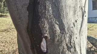 Ein Baumstamm mit einer bedeutenden Risse zeigt Anzeichen von Schäden, wobei ein Teil der Rinde fehlt und innere Schichten sichtbar sind.