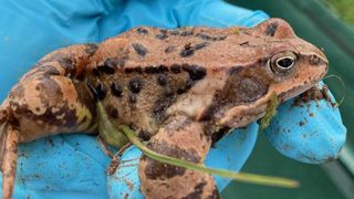 A frog with brown and black spots is being held by someone wearing blue gloves. The frog has a green plant in its mouth.