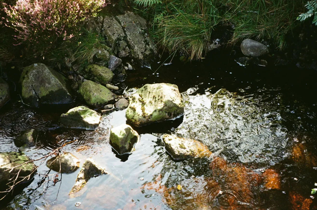 A clear stream with moss-covered rocks, surrounded by greenery and pink flowers, under a bright sky.