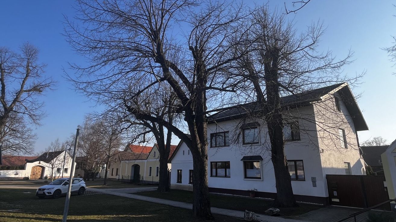 A sunny day with bare trees in front of a white building with multiple windows and a red roof.