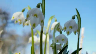 A cluster of white snowdrops with green leaves in a spring garden under a blue sky.