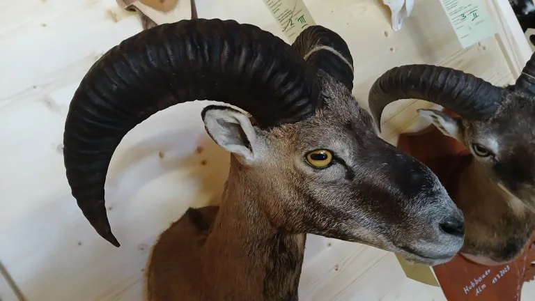 A taxidermy ram head with black horns and yellow eyes is mounted on a white background. The fur is brown and grey.