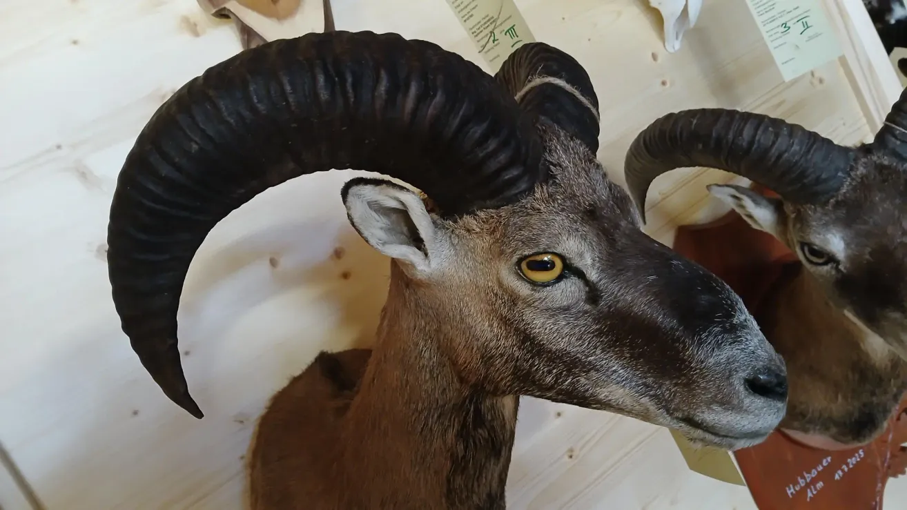 A taxidermy ram head with black horns and yellow eyes is mounted on a white background. The fur is brown and grey.