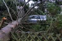 A fallen tree lies across a silver car in a backyard, with other trees and a fence in the background.