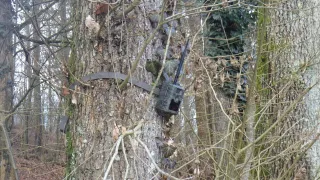 Ein Baumstamm mit einer Kamerafalle, umgeben von kahlen Ästen und Efeu.