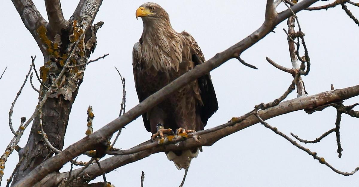 A sea eagle perched on a tree branch, displaying its brown and white feathers. The sky is clear.