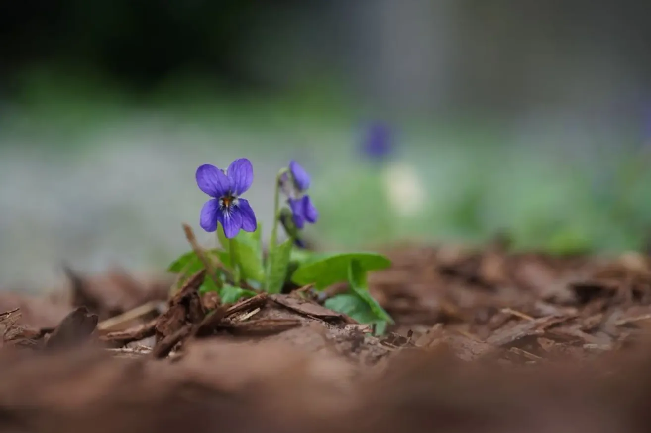 Eine Nahaufnahme einer violetten Blume mit grünen Blättern, die auf dem Boden wächst. Die Blume hat einen gelben Mittelpunkt und ist von anderen grünen Blättern umgeben. Der Hintergrund ist unscharf.