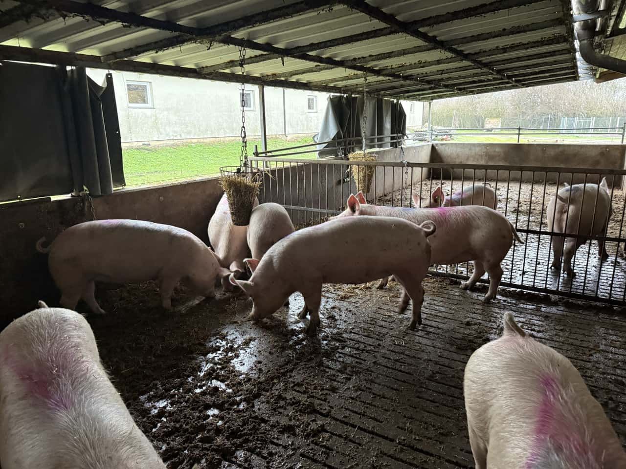Schweine fressen Heu in einem Stall, einige sind mit rosa Farbe markiert. Die Schweine befinden sich in einem schlammigen Bereich. Außerhalb des Stalls gibt es ein Grasfeld und ein Gebäude.