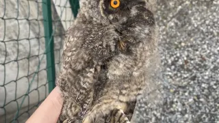Eine Hand hält eine Eule mit orangefarbenen Augen vor einem grünen Zaun auf einer Kiesoberfläche.