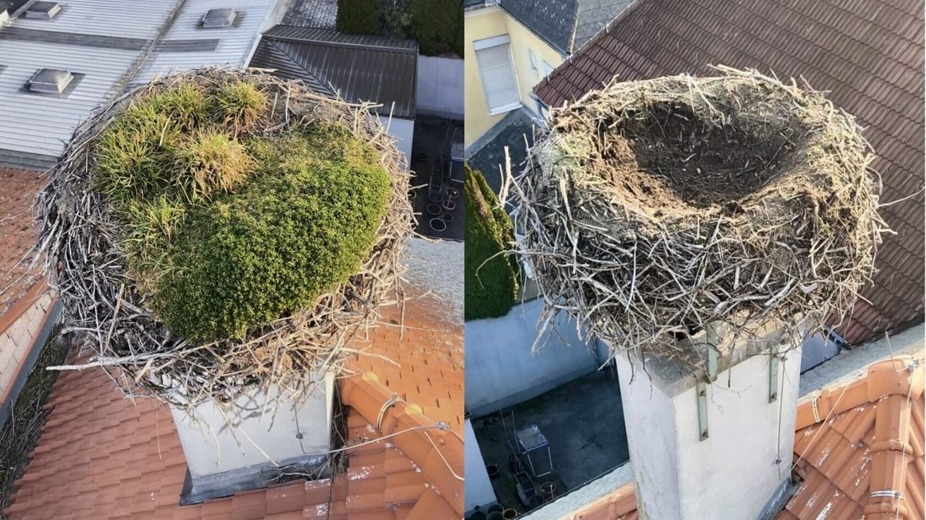 Zwei Bilder zeigen ein Vogelnest auf Dächern. Ein Nest hat einen grünen Busch in der Mitte, und das andere ist leer. Beide Nester sind aus Zweigen gemacht.