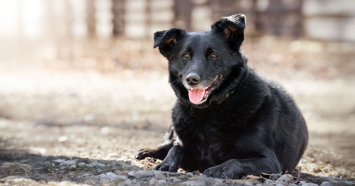 Ein schwarzer Hund mit braunen Augen und einem Halsband liegt auf dem Boden und zeigt die Zunge, während er entspannt aussieht.