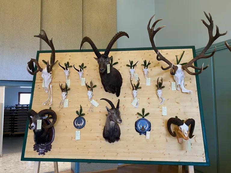 Eine Ausstellung von taxidermierten Gämsen und Widderköpfen, die an einer Holzwand mit Etiketten befestigt sind. Die Wand hat einen grünen Rand.