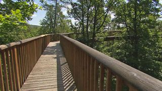 Ein hölzerner Gehweg, umgeben von üppigem Laub, der sich in die Ferne erstreckt, mit einer Brücke im Hintergrund sichtbar.