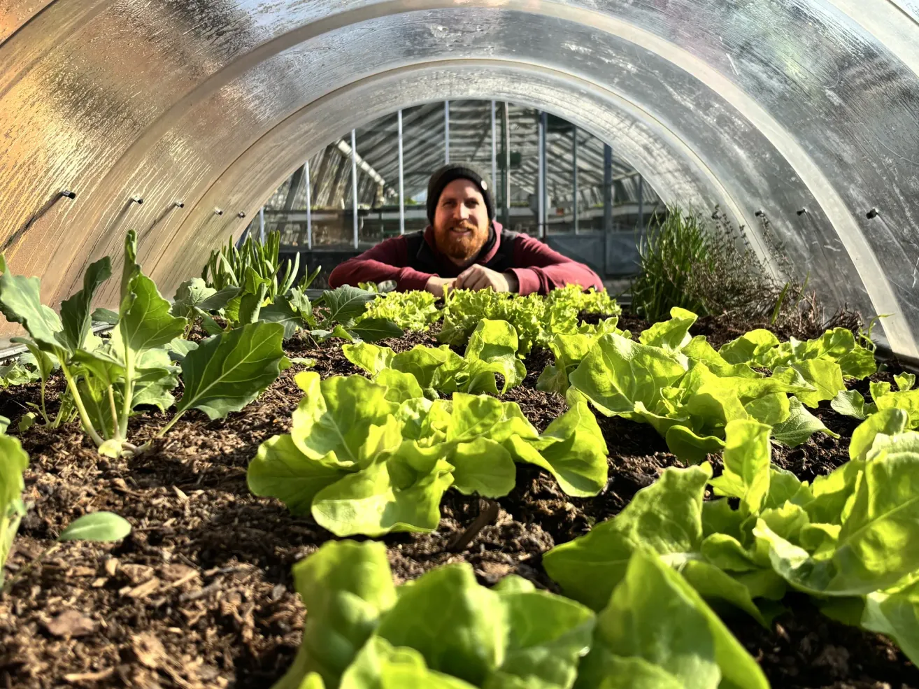 Ein Mann lächelt in einem Gewächshaus voller grüner Pflanzen und Salat. Er trägt ein rotes Langarmshirt und eine Mütze.
