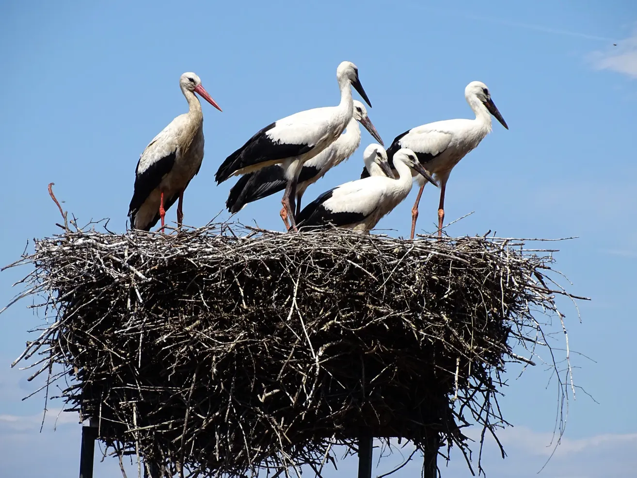 Fünf Störche stehen auf einem großen Nest an einem Pfosten unter einem blauen Himmel. Die Störche sind weiß mit schwarzen Streifen.