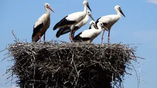 Fünf Störche stehen auf einem großen Nest an einem Pfosten unter einem blauen Himmel. Die Störche sind weiß mit schwarzen Streifen.