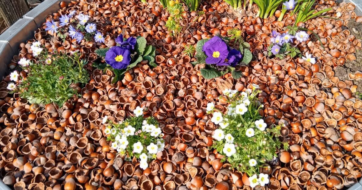 Ein Beet aus zerbrochenen Haselnussschalen mit verstreuten violetten und weißen Blumen.