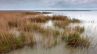 A wetland landscape with patches of tall reeds, some submerged in water, under a cloudy sky. The water reflects the overcast weather.