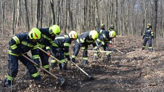 Eine Gruppe von Feuerwehrleuten in gelben Uniformen und Helmen räumt Laub und Schmutz von einem Waldweg. Sie verwenden Schaufeln und Rechen, um das Laub zu entfernen.