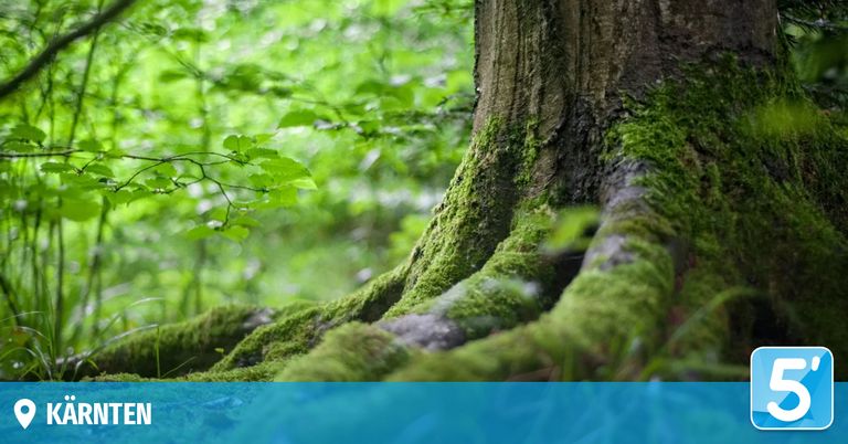 Eine Nahaufnahme eines mit Moos bedeckten Baumstamms in einem üppigen, grünen Wald. Die Wurzeln des Baumes verteilen sich auf dem Boden.