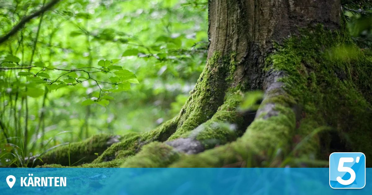 Eine Nahaufnahme eines mit Moos bedeckten Baumstamms in einem üppigen, grünen Wald. Die Wurzeln des Baumes verteilen sich auf dem Boden.