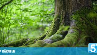 Eine Nahaufnahme eines mit Moos bedeckten Baumstamms in einem üppigen, grünen Wald. Die Wurzeln des Baumes verteilen sich auf dem Boden.