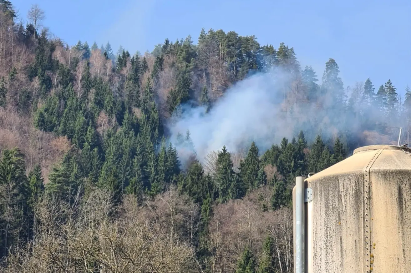 Ein Wald mit hohen Bäumen und einer Rauchsäule, die aus der Mitte des Waldes aufsteigt.