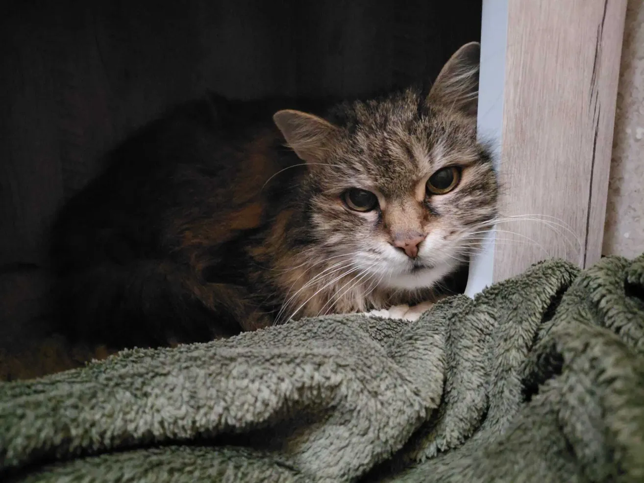 A cat with brown and black fur lies on a green blanket, looking up with curious eyes. The cat's whiskers are white, and it appears to be resting in a dark room.
