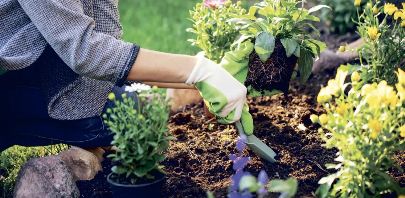 Eine Person mit Handschuhen pflanzt eine Topfpflanze in den Boden in einem Garten.