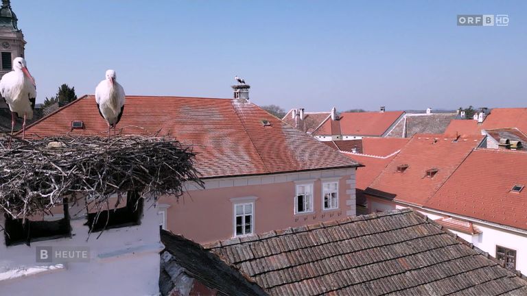 Ein Vogel steht auf einem Nest auf dem Dach eines Hauses mit rotem Dach. Andere Häuser mit ähnlichen Dächern sind sichtbar. Der Himmel ist blau.
