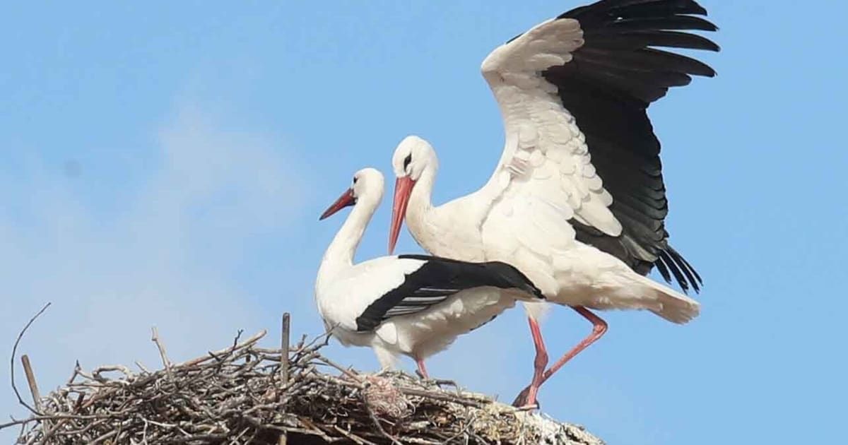 Zwei Störche, einer mit ausgebreiteten Flügeln, stehen auf einem Nest unter blauem Himmel. Der Vogel auf der linken Seite schaut nach rechts, während der Vogel auf der rechten Seite nach unten schaut.