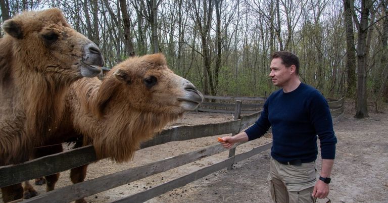 Ein Mann füttert zwei Kamele in einem Freiluftzoo mit einem Holzzaun und Bäumen.