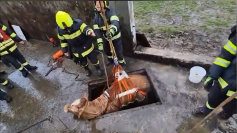 Two firefighters in safety gear are pulling a horse out of a well using a harness and ropes. The horse is on the ground, covered in mud.
