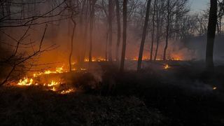 Ein Waldbrand wütet in einem dichten Wald, Flammen breiten sich durch Bäume aus und Rauch füllt die Luft. Der Brand ist intensiv und gefährlich.