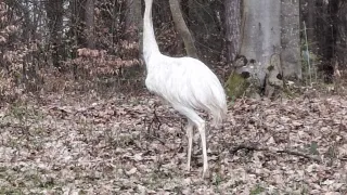 Ein weißer Vogel, möglicherweise ein Flamingo, steht in einem mit Blättern bedeckten Bereich mit hohen Bäumen im Hintergrund.