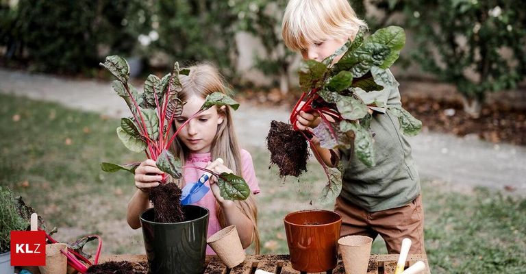 Two children are planting chard in pots. The girl waters the plant with a blue watering can while the boy adds soil. They are outside.
