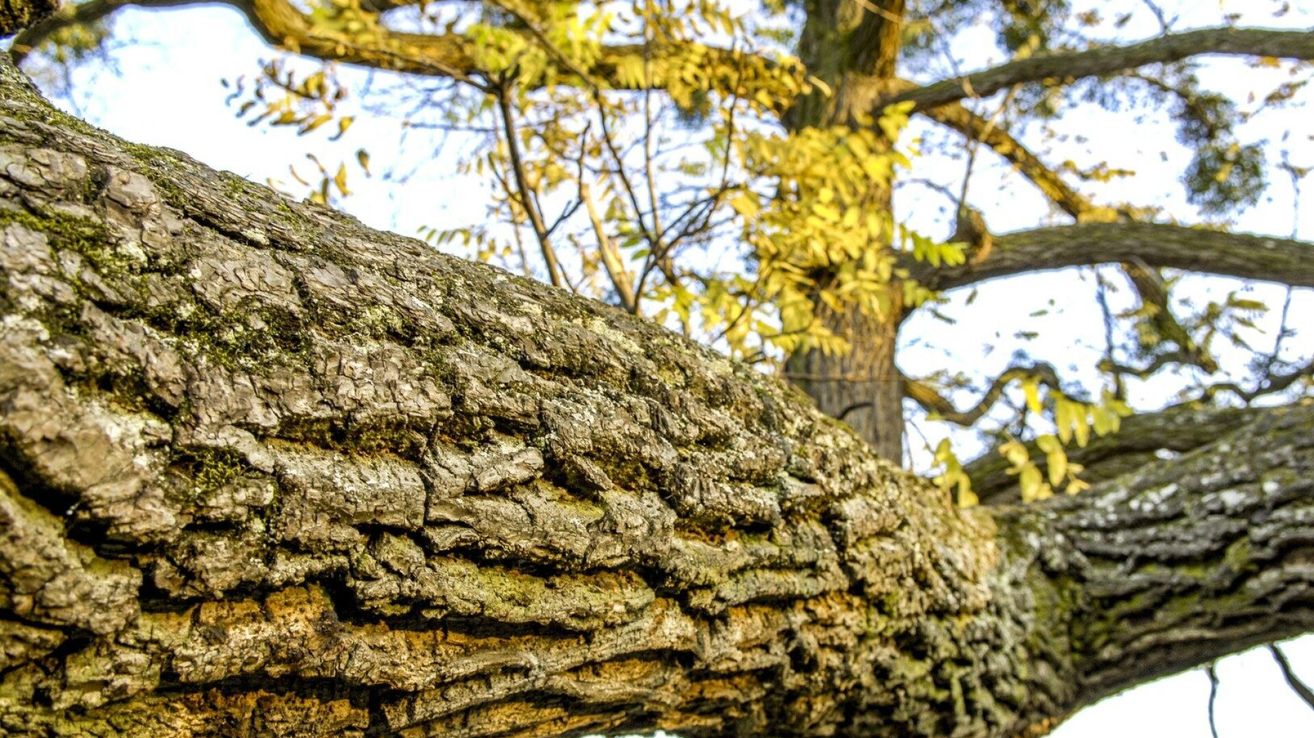 Eine Nahaufnahme eines Baumstamms mit rauher Rinde und etwas grünem Moos. Der Baumstamm ist geschnitten und liegt horizontal mit Ästen im Hintergrund.