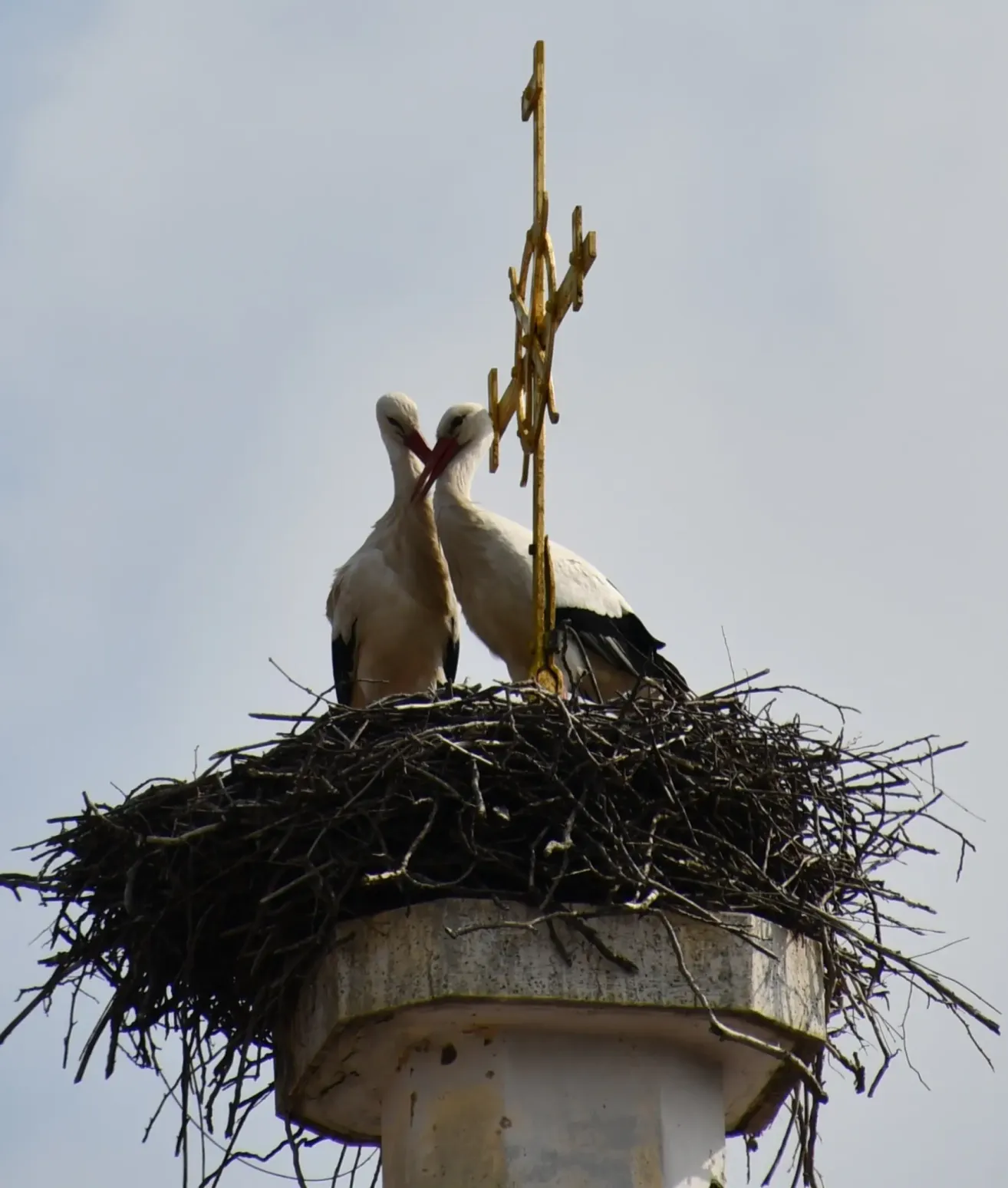 Two storks are perched on a nest on top of a tower under a clear blue sky.