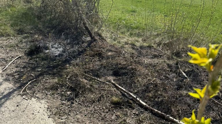 A burnt area with some dried grass and small branches lies near a green field with some small plants.