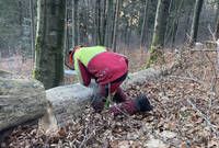A person in a red and yellow jacket is cutting down a fallen tree in a forest. The ground is covered with fallen leaves and branches.