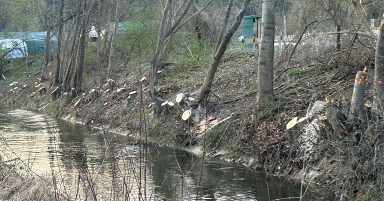 A serene stream with trees and plants lining its banks. Several tree stumps are visible along the shore, possibly indicating recent clearing.