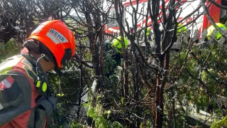 Firefighters in orange and green helmets work among charred trees. A fire truck with red and white stripes is visible in the background.