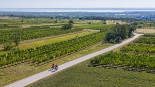 Two cyclists ride on a road through a vineyard. Lush greenery and trees surround the path. In the distance, a body of water and a small town are visible.