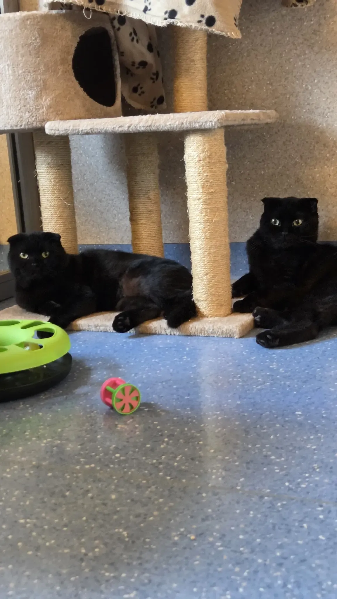 Two black cats lie next to a scratching post. One cat is resting its head on the post. A toy is on the floor in front of them.