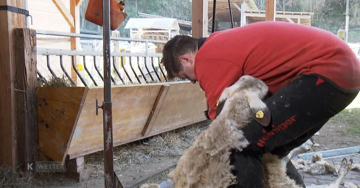A man in a red shirt is shearing a sheep while bent over inside a barn.